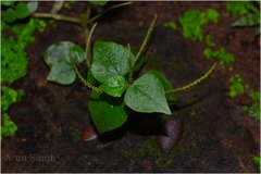 Peperomia pellucida